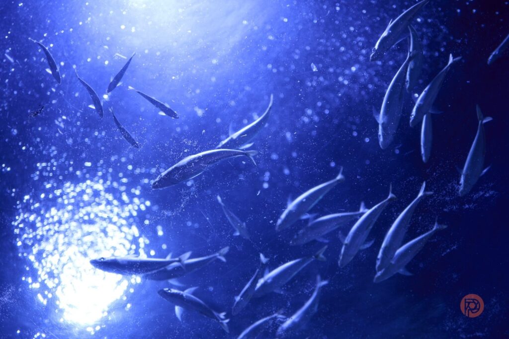 نبرد بهترین دوربین کارکرده: Sony A7 III یا Nikon Z5 II؟ (بررسی کامل و مقایسه تخصصی) 3 نمونه فوکوس چشمی دوربین سونی A7 III