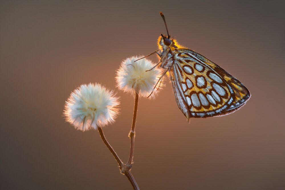 هنر عکاسی ماکروی اکستریم: از دنیای پنهان تا تصاویری خیرهکننده 3 این تصویر میتواند در زمینه عکاسی و طبیعت شناسی مورد استفاده قرار گیرد.