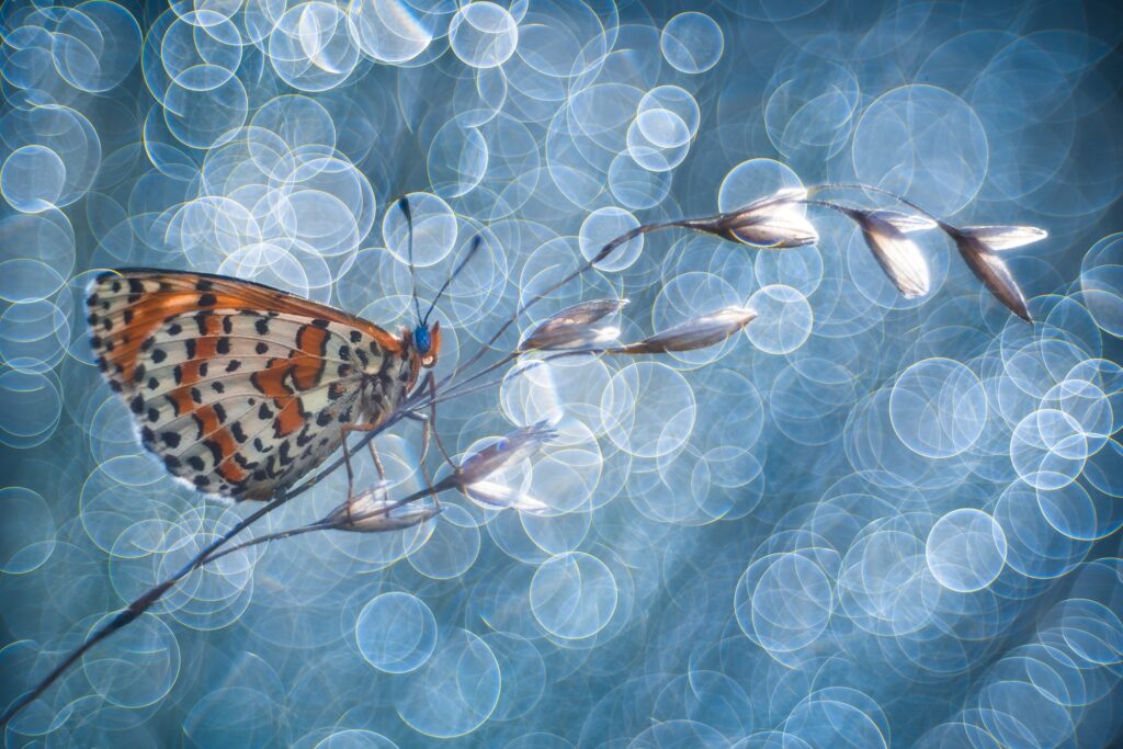 هنر عکاسی ماکروی اکستریم: از دنیای پنهان تا تصاویری خیرهکننده 4 این تصویر زیبا جوهر طبیعت را به تصویر میکشد.