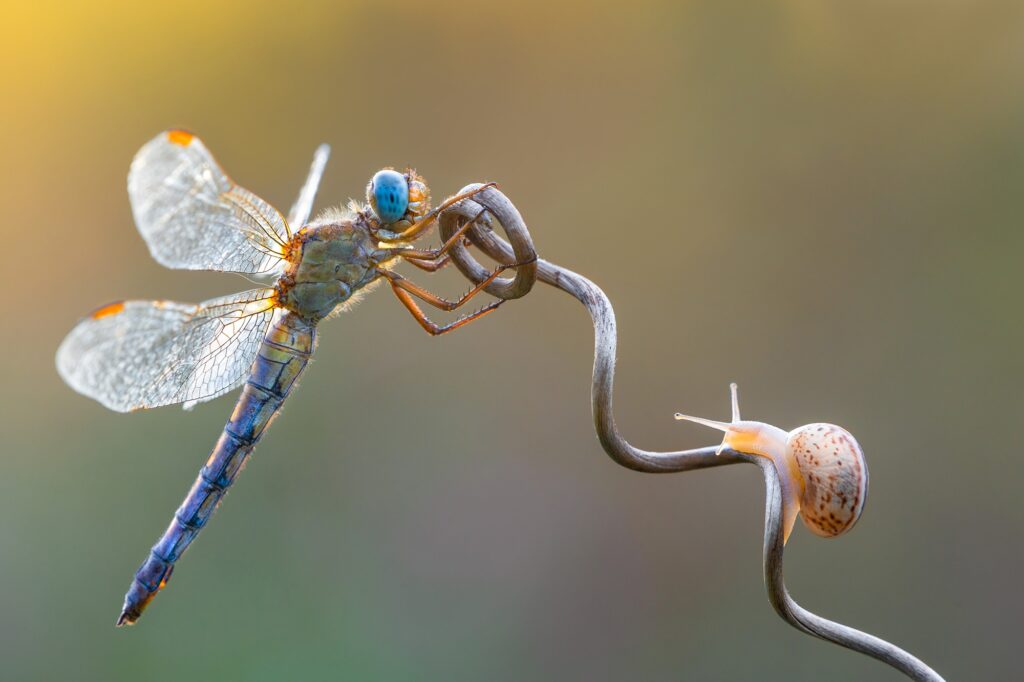 هنر عکاسی ماکروی اکستریم: از دنیای پنهان تا تصاویری خیرهکننده 5 عکسی از پتر سابول با دوربین سونی آلفا ۷RIII: