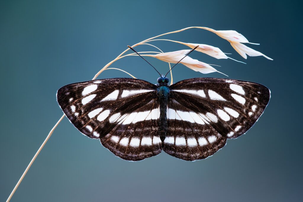 هنر عکاسی ماکروی اکستریم: از دنیای پنهان تا تصاویری خیرهکننده 7 عکاسی ماکرو از حشره