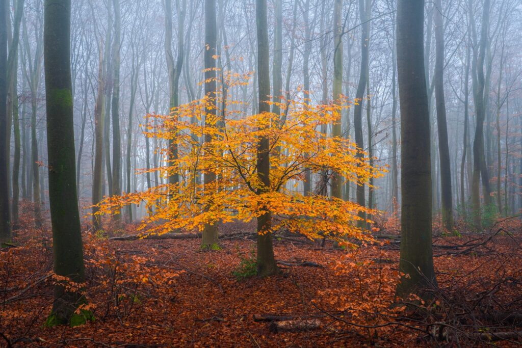 رنگ‌های آتشین پاییز در جنگل