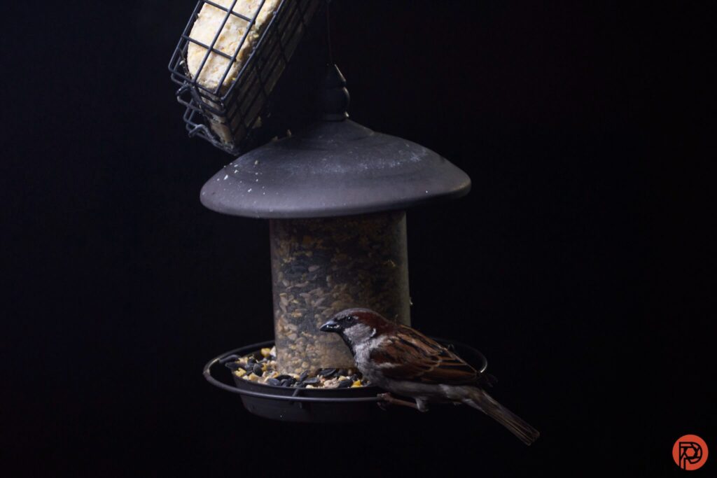 عملکرد سونی A9 III در عکاسی ورزشی