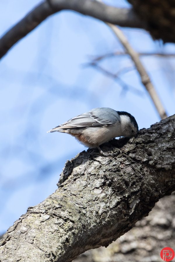 دوربین Sony A1 مناسب ورزش حرفه‌ای