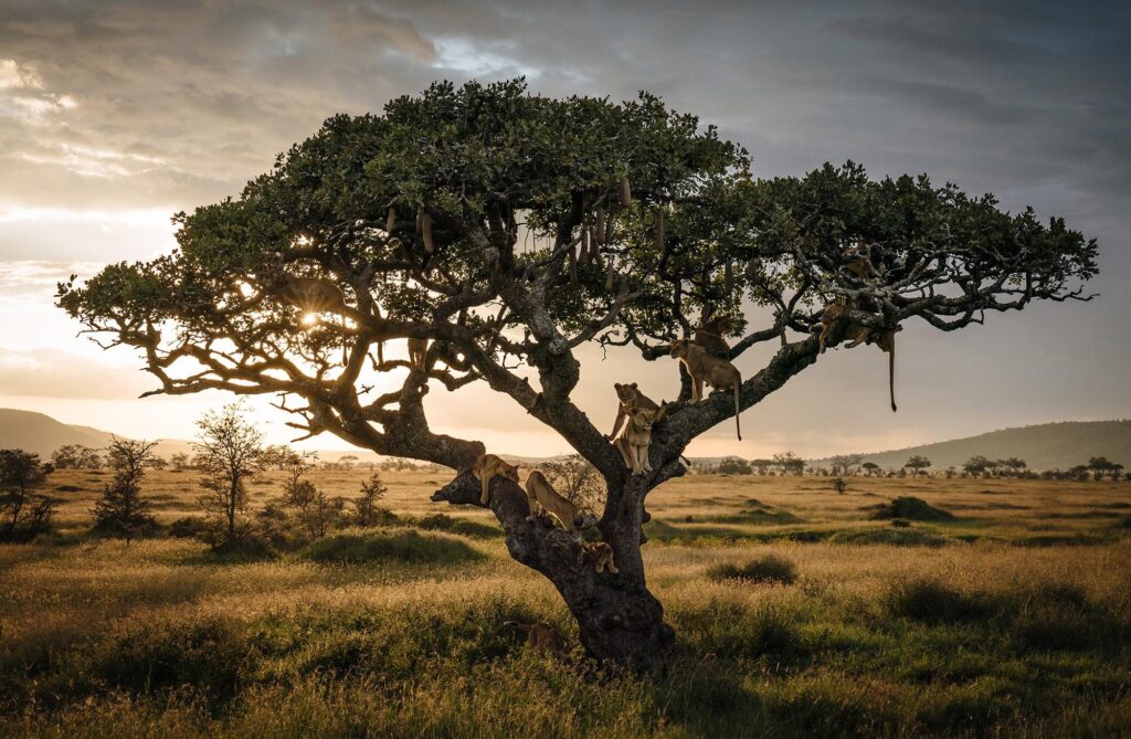 عکاسی از گربهسانان آفریقا: راهنمای جامع تجهیزات و خدمات تخصصی برای ثبت لحظات بیتکرار 3 عکسی از یک گروه شیر که آرام درخت نشستهاند در حالی که خورشید در حال غروب است