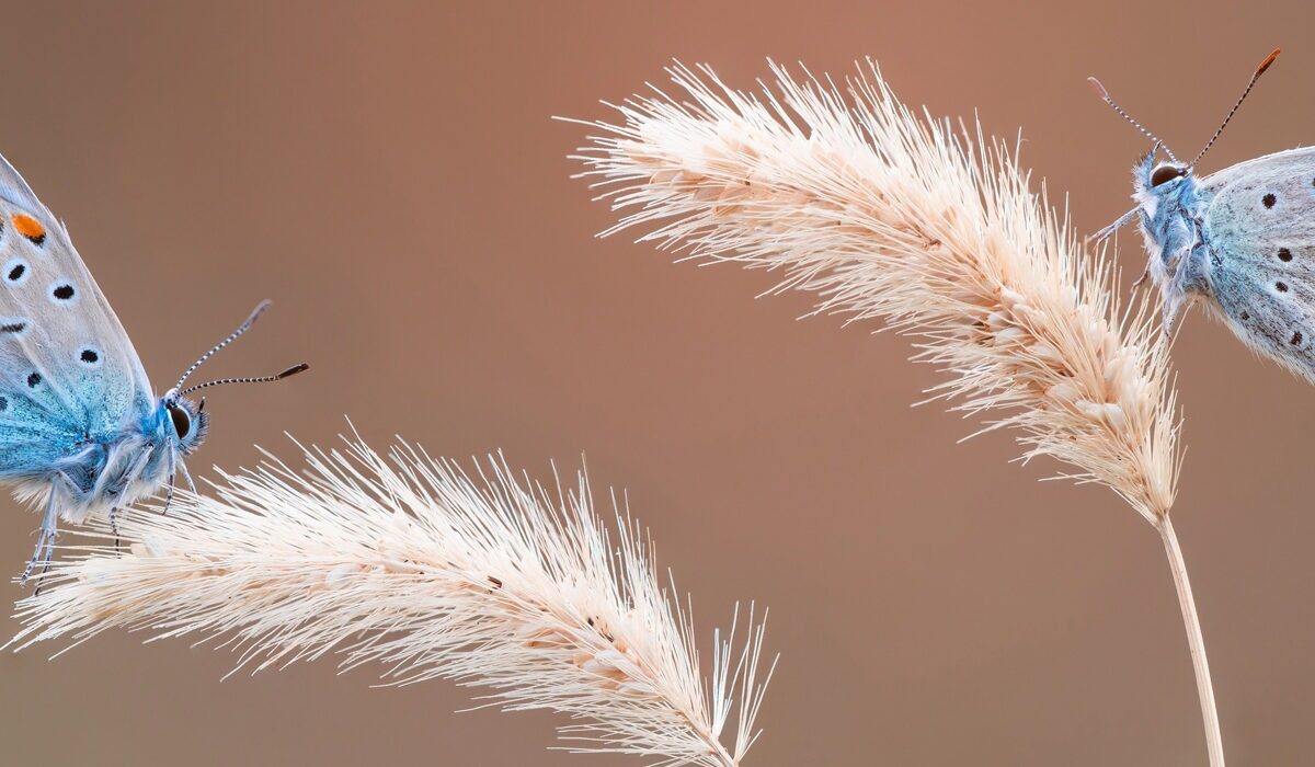 imgi 52 petar sabol sony alpha 7RIII two butterflies on a plant stem 2000x700 1 landscape 2000x700
