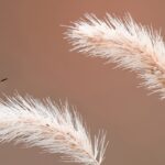 imgi 52 petar sabol sony alpha 7RIII two butterflies on a plant stem 2000x700 1 landscape 2000x700
