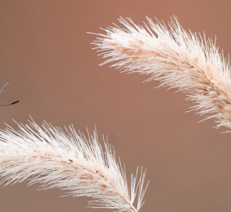 imgi 52 petar sabol sony alpha 7RIII two butterflies on a plant stem 2000x700 1 landscape 2000x700