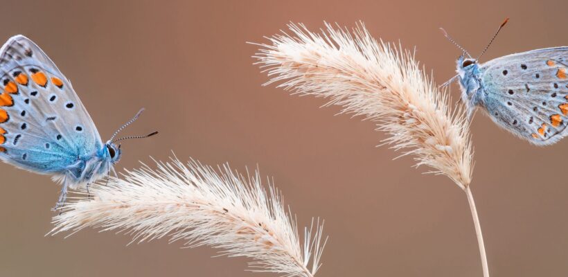 هنر عکاسی ماکروی اکستریم: از دنیای پنهان تا تصاویری خیرهکننده 1 imgi 52 petar sabol sony alpha 7RIII two butterflies on a plant stem 2000x700 1 landscape 2000x700