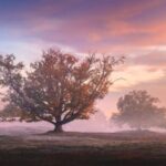 راهنمای جامع عکاسی پاییزی با دوربین سونی: تنظیمات رنگ و نور برای ثبت تصاویری خیرهکننده 14 زیبایی طبیعت در فصل پاییز