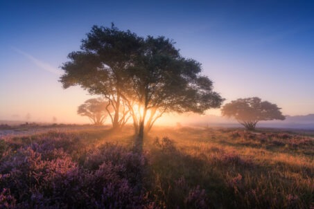 راهنمای جامع عکاسی طلوع آفتاب با دوربین سونی: از آمادهسازی تا فرآیند فنی ثبت طلوع خورشید با تنظیمات و ترکیببندی دقیق و خیرهکننده 3 غروب پاییزی در جنگل