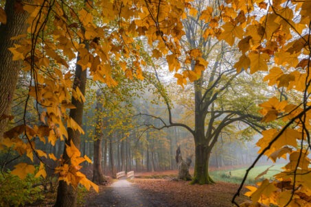 جاده در جنگل پاییزی