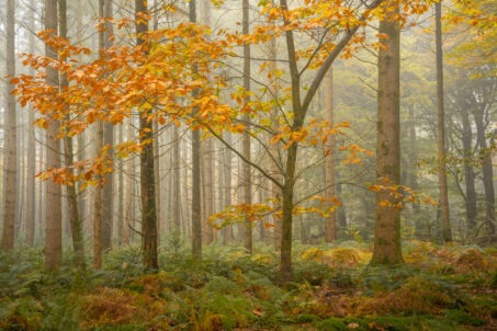 زیبایی طبیعت در فصل پاییز