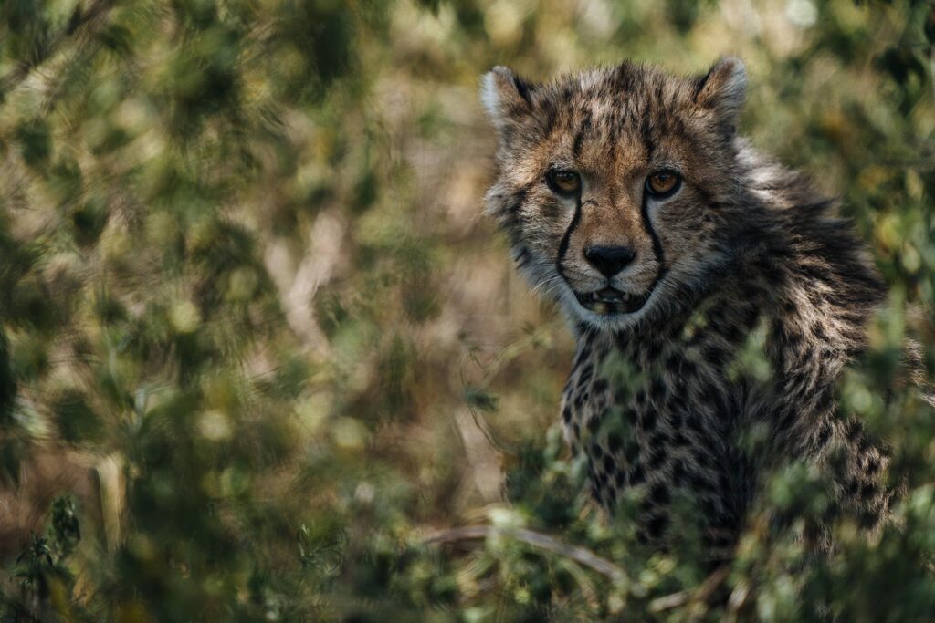 عکاسی از گربهسانان آفریقا: راهنمای جامع تجهیزات و خدمات تخصصی برای ثبت لحظات بیتکرار 5 دوربینهای Sony α9 و α7R III