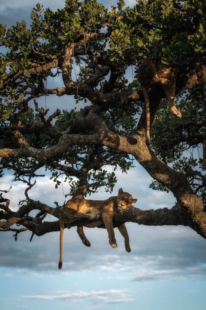 عکاسی از گربهسانان آفریقا: راهنمای جامع تجهیزات و خدمات تخصصی برای ثبت لحظات بیتکرار 6 تصویری از فرآیند فنی کالیبره برای ثبت شارپترین تصاویر.