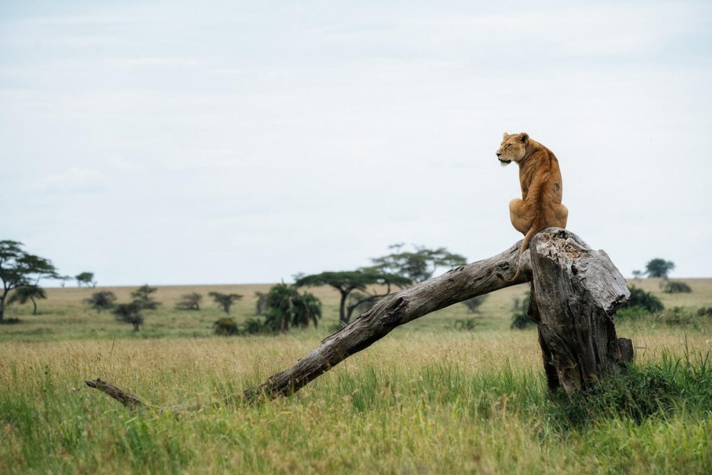 عکاسی از گربهسانان آفریقا: راهنمای جامع تجهیزات و خدمات تخصصی برای ثبت لحظات بیتکرار 7 شیری در حال مراقبت از محیط اطراف خود است .