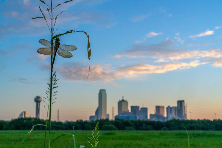 اهمیت مطالعه و تحقیق در مورد رفتار حشرات قبل از عکاسی