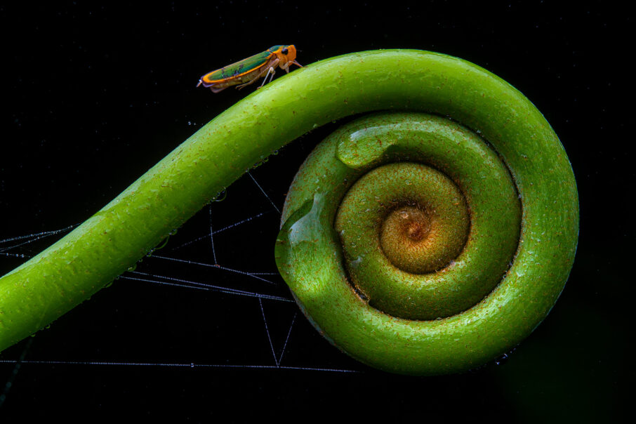 تصویری از یک زنجرک