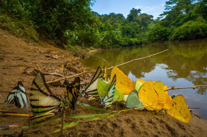 استفاده از فوکوس خودکار پیشرفته 