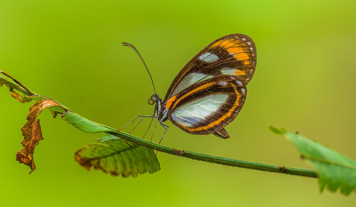هنر عکاسی از حشرات: نکات کلیدی از دیدگاه یک متخصص حیات وحش