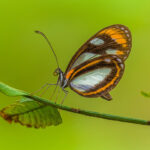 هنر عکاسی از حشرات: نکات کلیدی از دیدگاه یک متخصص حیات وحش