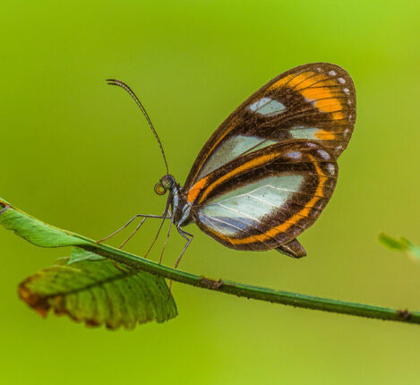 هنر عکاسی از حشرات: نکات کلیدی از دیدگاه یک متخصص حیات وحش