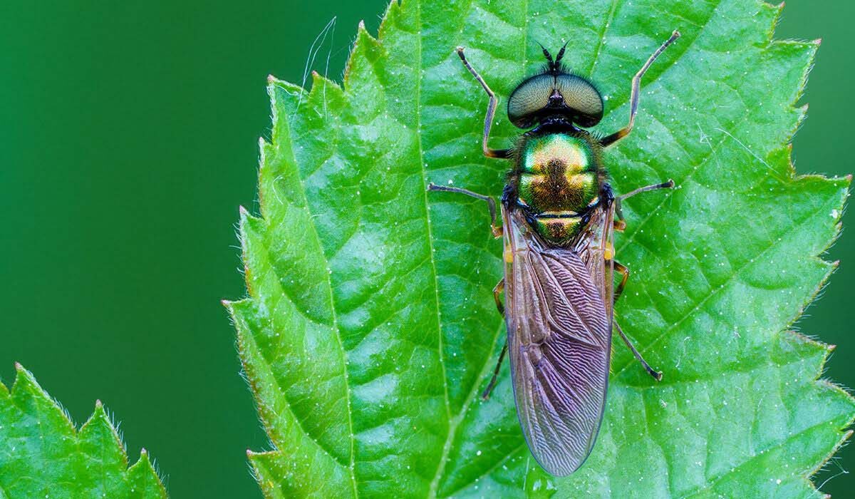 یک مگس سرباز به نام Broad Centurion