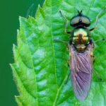 راهنمای جامع عکاسی ماکرو با لنز سونی FE 70-200mm f/4 Macro: ثبت دنیای شگفتانگیز حشرات 11 یک مگس سرباز به نام Broad Centurion