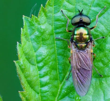 یک مگس سرباز به نام Broad Centurion
