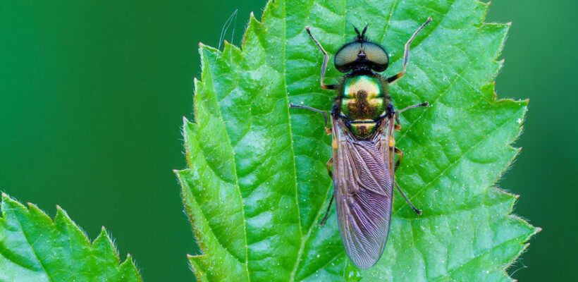 راهنمای جامع عکاسی ماکرو با لنز سونی FE 70-200mm f/4 Macro: ثبت دنیای شگفتانگیز حشرات 1 یک مگس سرباز به نام Broad Centurion
