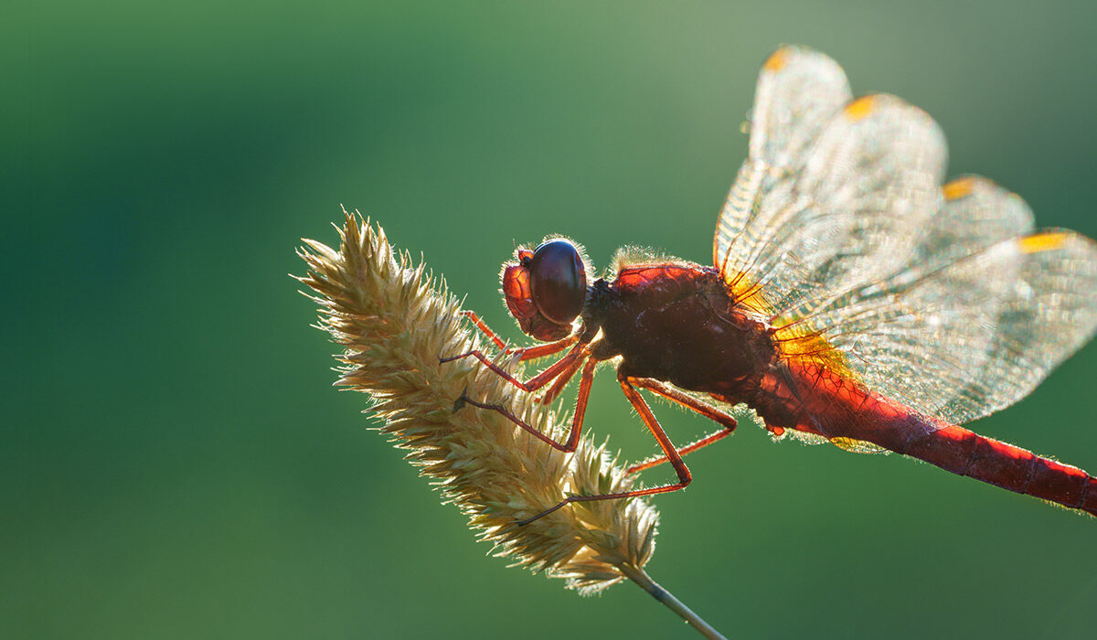 عکاسی از حشرات با نور ملایم صبحگاهی