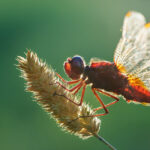 عکاسی از حشرات با نور ملایم صبحگاهی