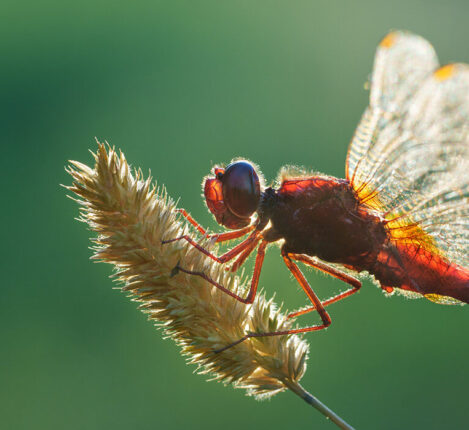 عکاسی از حشرات با نور ملایم صبحگاهی