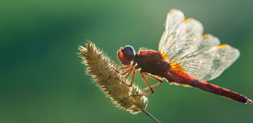 راهنمای جامع عکاسی ماکرو با لنز سونی FE 70-200mm f/4 Macro: ثبت دنیای شگفتانگیز حشرات 1 عکاسی از حشرات با نور ملایم صبحگاهی