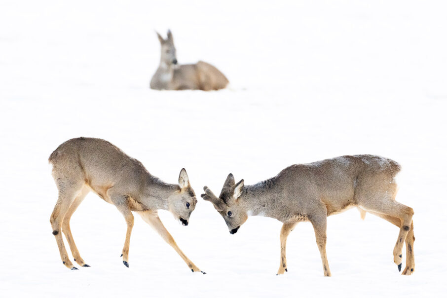 ق میدان کم (دیافراگام باز) باید در این تصویر مشهود باشد.