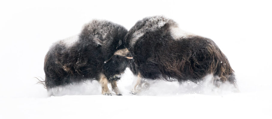 " Alt Text: نمایشگر الکترونیکی یک دوربین که یک صحنه برفی روشن را با نوردهی صحیح نشان می‌دهد