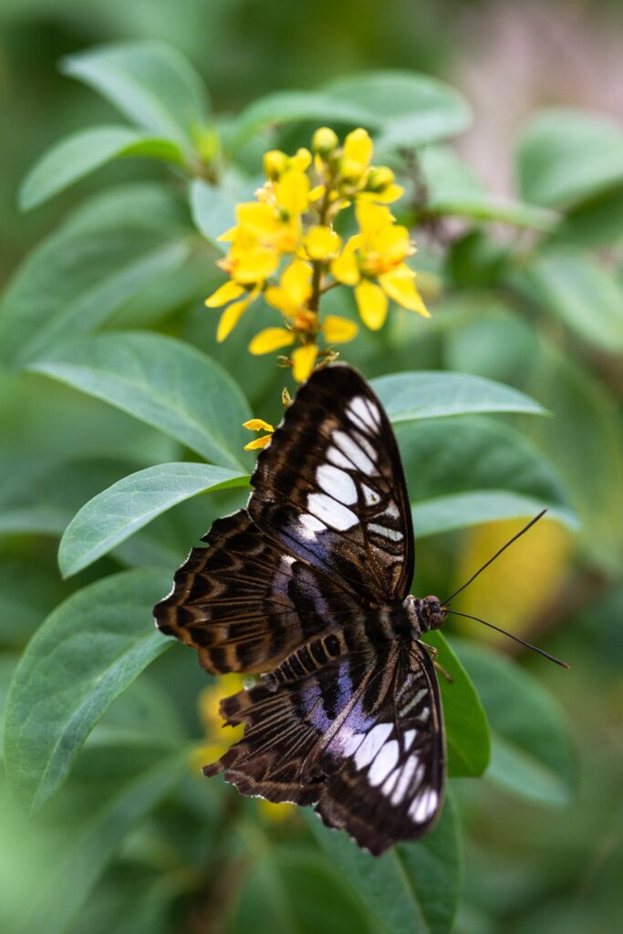 نقد و بررسی لنز Nikon AF Zoom-Micro Nikkor 70-180mm f/4.5-5.6D | لنز ماکرو زوم نایاب نیکون 2 macro flower sample Nikon 70-180mm