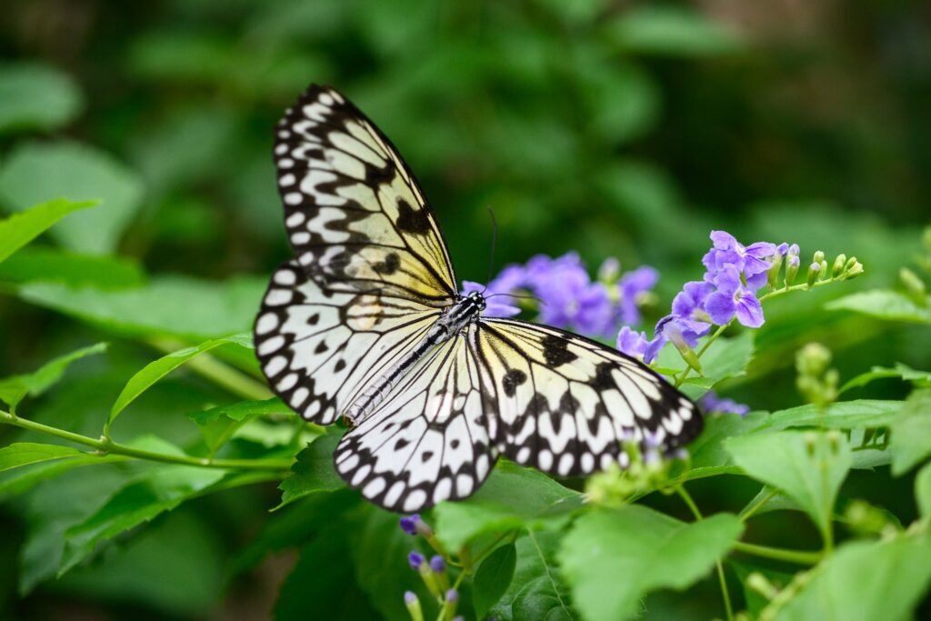 نقد و بررسی لنز Nikon AF Zoom-Micro Nikkor 70-180mm f/4.5-5.6D | لنز ماکرو زوم نایاب نیکون 6 sharpness test 70mm Nikon macro zoom