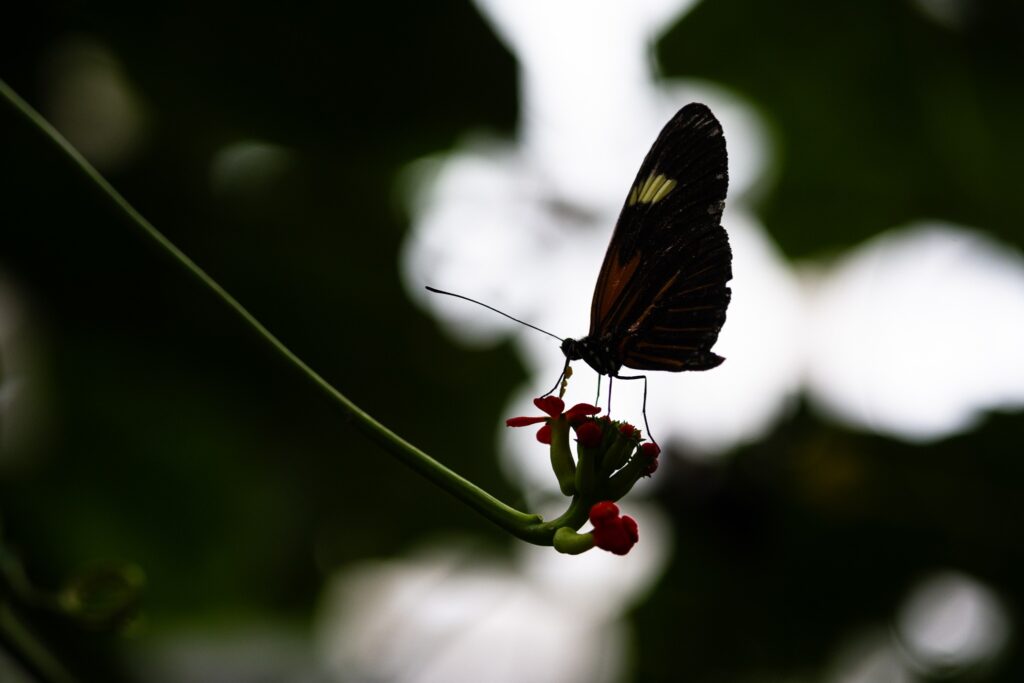 نقد و بررسی لنز Nikon AF Zoom-Micro Nikkor 70-180mm f/4.5-5.6D | لنز ماکرو زوم نایاب نیکون 7 insect macro Nikon 70-180mm