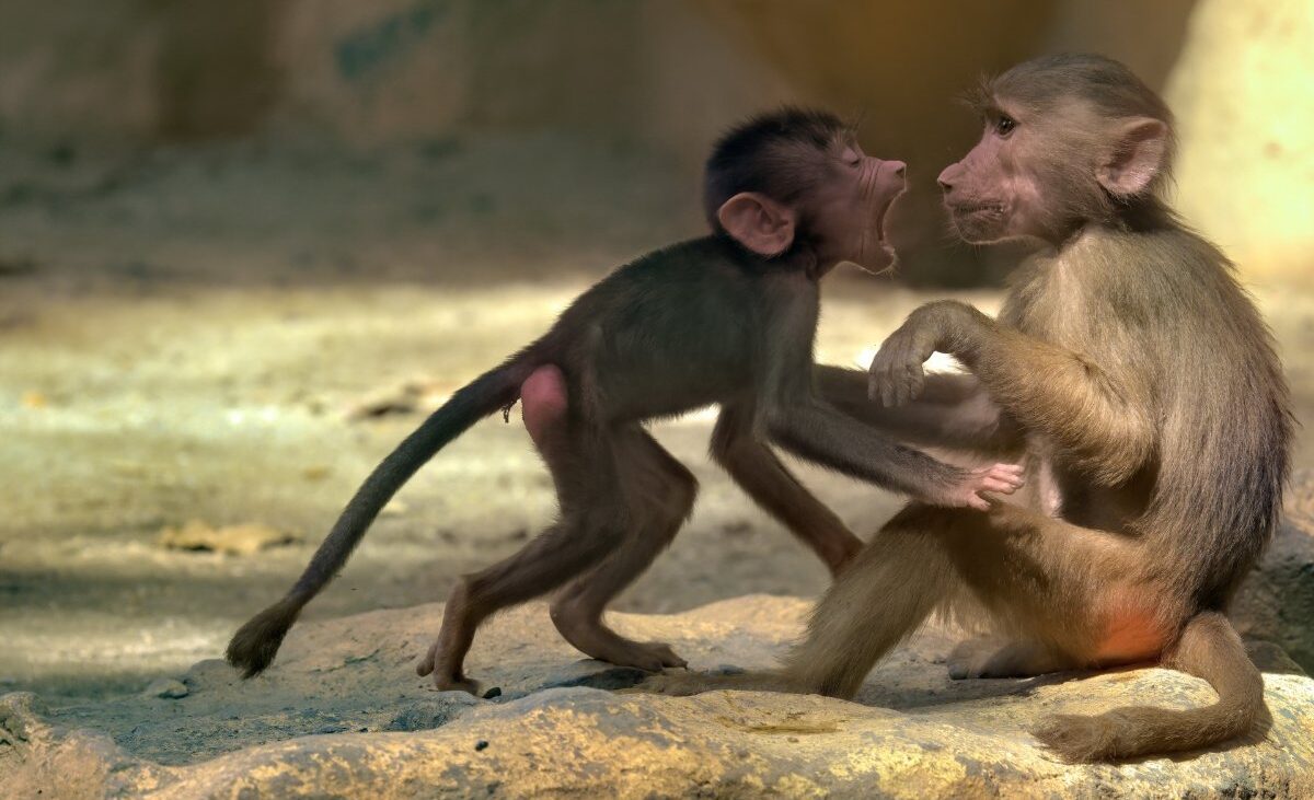 عکاسی حیات وحش یکی از سخت‌ترین ژانرها برای تسلط است.