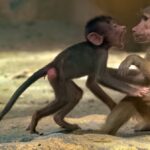 عکاسی حیات وحش یکی از سخت‌ترین ژانرها برای تسلط است.