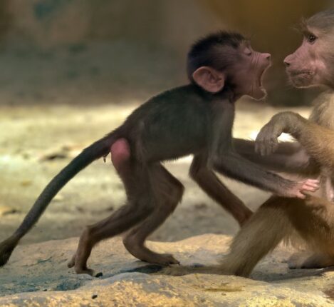 عکاسی حیات وحش یکی از سخت‌ترین ژانرها برای تسلط است.