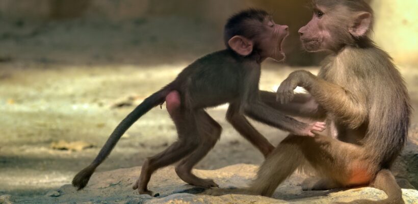 عکاسی حیات وحش یکی از سخت‌ترین ژانرها برای تسلط است.