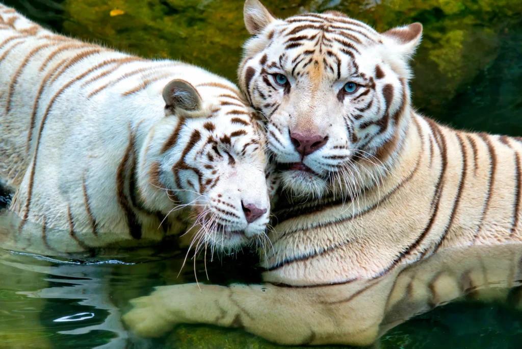 عکاسی با دوربین Alpha 6500 | FE 70-300mm F4.5-5.6 G OSS | 194 mm