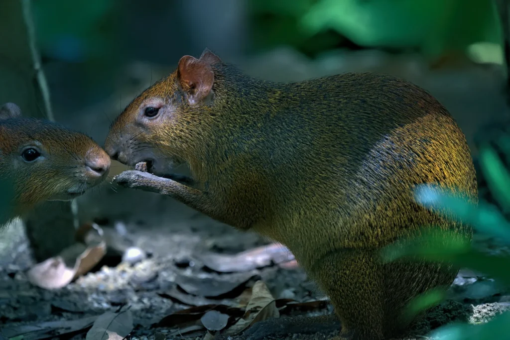 استفاده از Alpha 9 | FE 100-400mm F4.5-5.6 GM OSS | 297 mm | F5.6 | 1/165 sec | ISO 1000