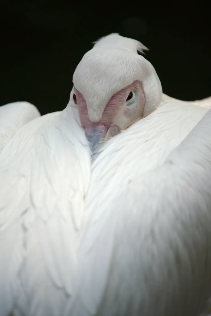 قابلیت دیافراگم باز در دوربین سونی آلفا 9