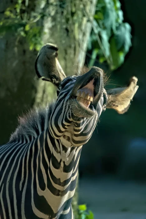 گرفتن یک عکس نادر با قابلیت های دوربین سونی