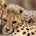 دو چیتا که در حال استراحت هستند، نماد صلح و طبیعت