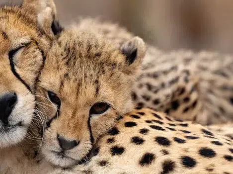 دو چیتا که در حال استراحت هستند، نماد صلح و طبیعت