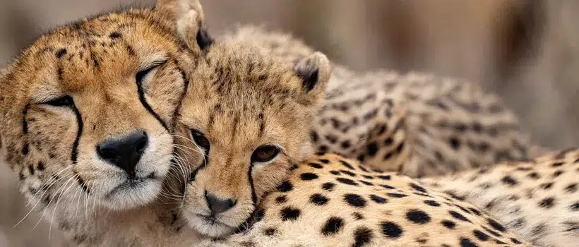 دو چیتا که در حال استراحت هستند، نماد صلح و طبیعت